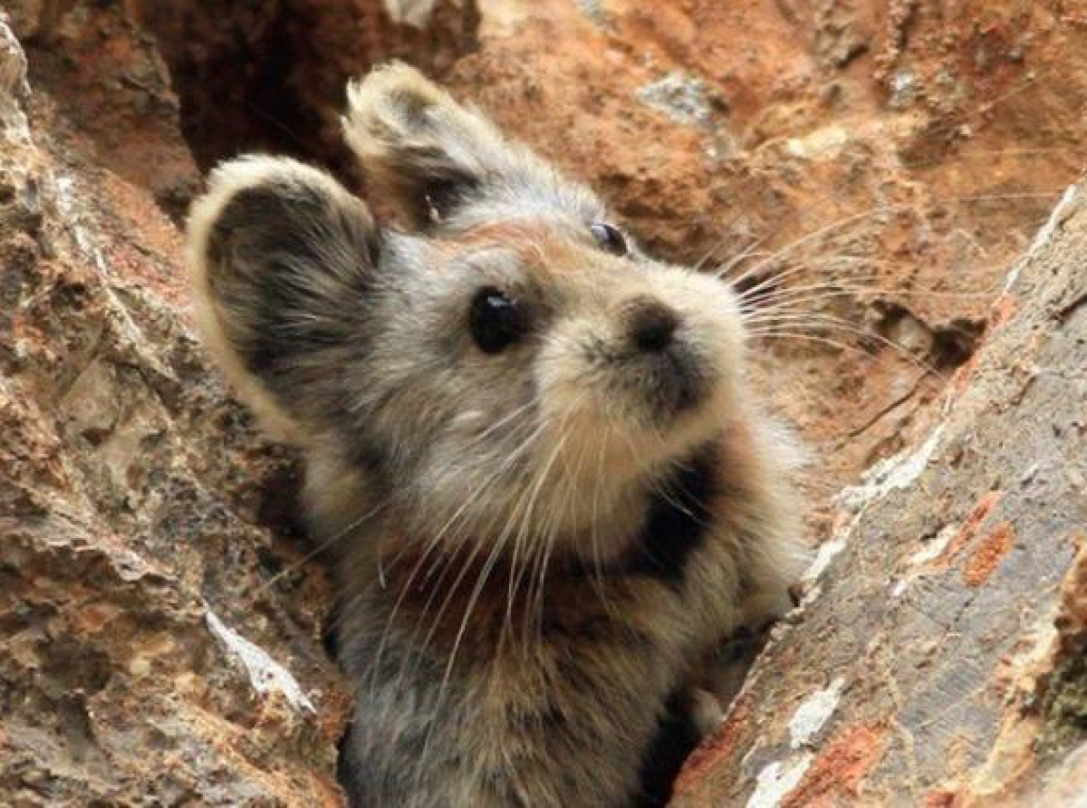 Ili pika -  Kineski magični zec