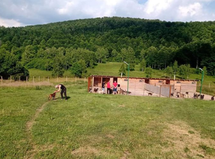 Shelter for dogs used as a site for criminal activities