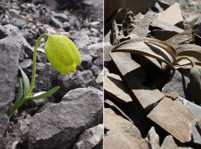 Biljka evoluirala da bi se zaštitila od ljudi