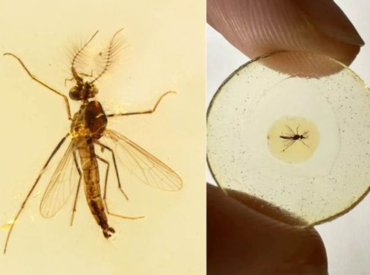 Najstariji fosil komarca iznenadio naučnike: &quot;Ovo je veliko otkriće&quot;