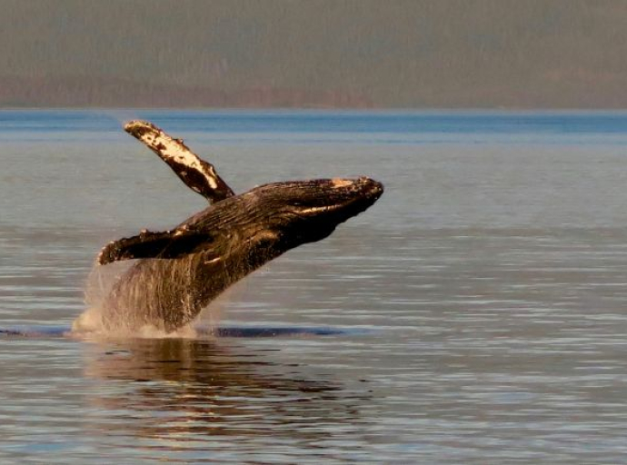 Skoro polovina svjetskih migratornih vrsta je u opadanju