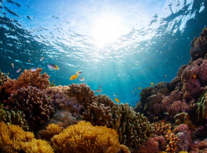 Alarmantno otkriće: Ono što se događa Velikom koralnom grebenu može se opisati kao podvodni šumski požar