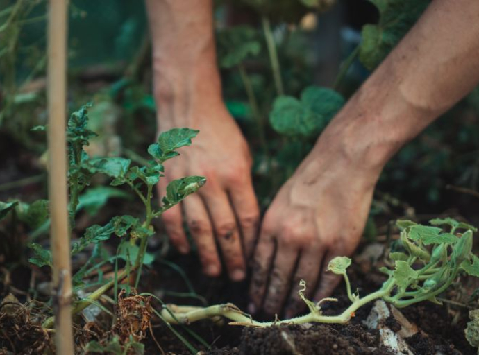 Šta prvo posaditi u vrtu? Mart je idealan za sadnju ovih povrtnih biljaka