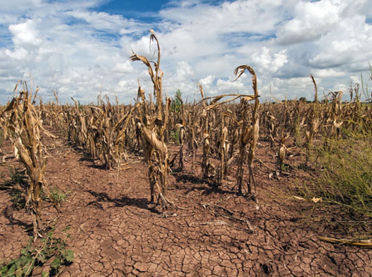 Hrana će zbog klimatskih promjena godišnje poskupljivati oko 3.2% 