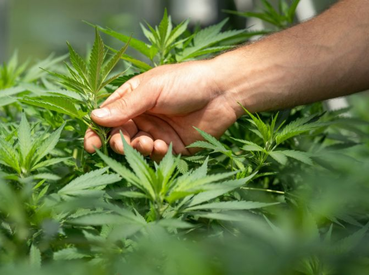 Njemačka legalizovala rekreativnu upotrebu kanabisa