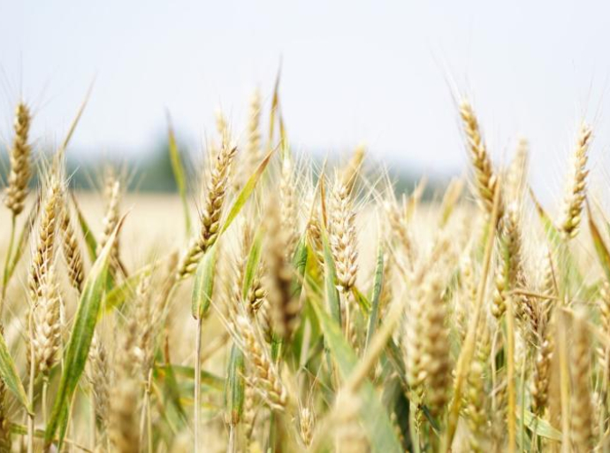 Rast cijena žitarica na evropskom tržištu zbog loših prognoza žetve