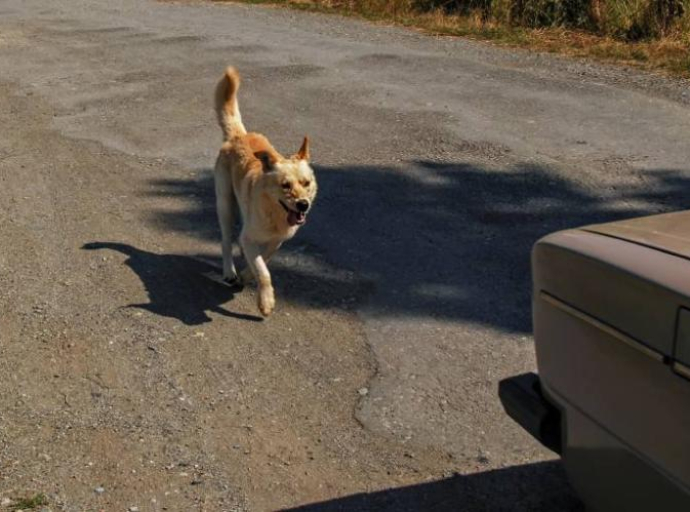 Zašto psi toliko vole da jure automobile?