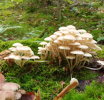 Zašto su gljive jednako važne kao flora i fauna