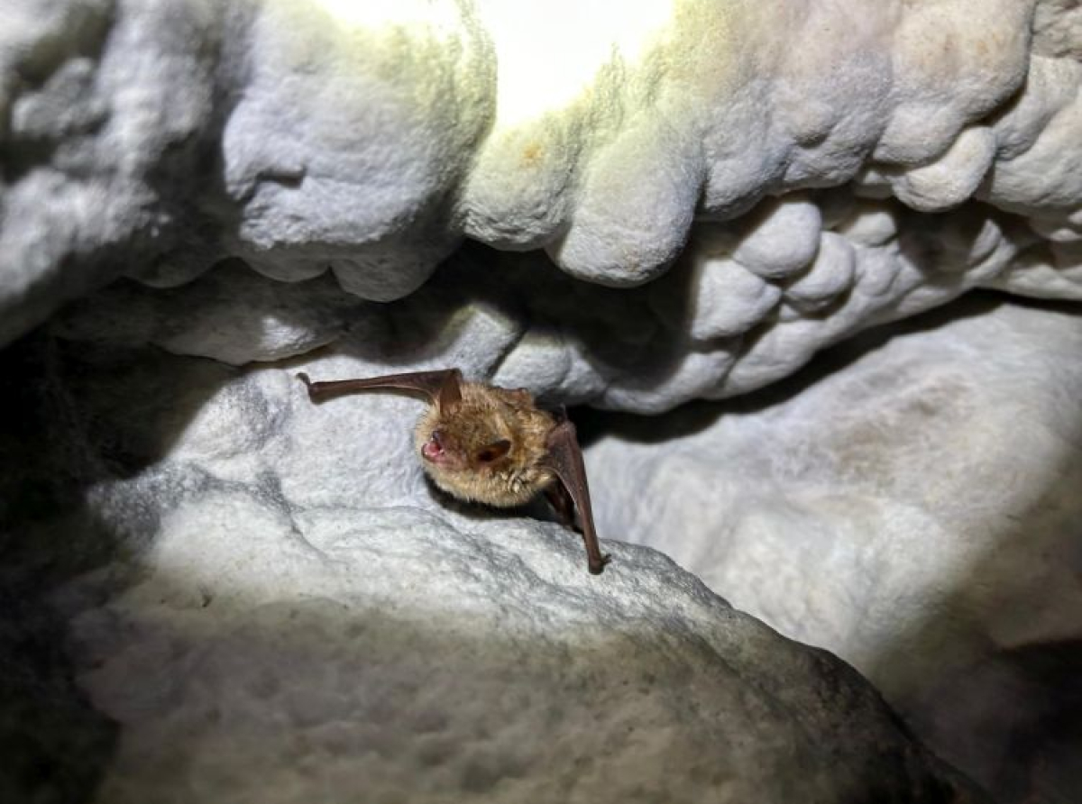 Zanimljivosti o šišmišima - Važni oprašivači šuma, spavaju naglavačke, jedini sisari koji lete