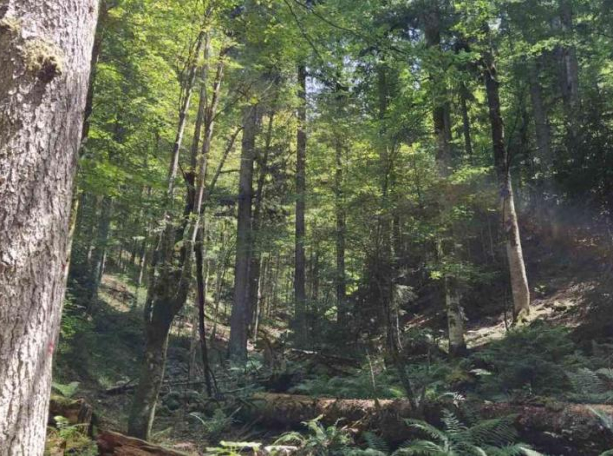 "Šume Srpske" za godinu dana u manjku od pet miliona KM