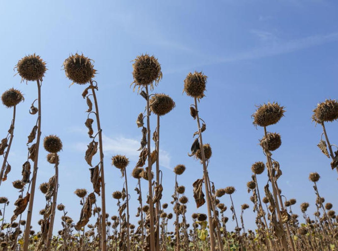 Kako se region Balkana borio sa najtoplijim ljetom u sto godina