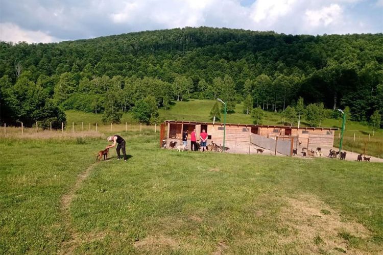 silver dog srebrenica mojljubimacnet5