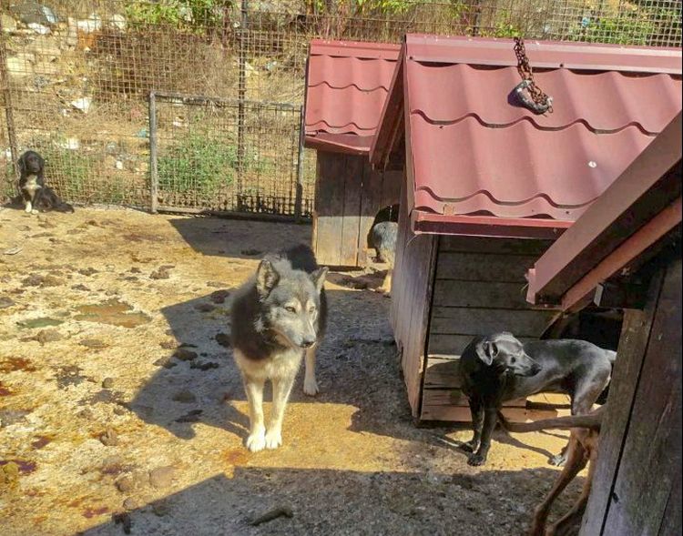 psi u azilu kurevo fotke udruzenja spas 3