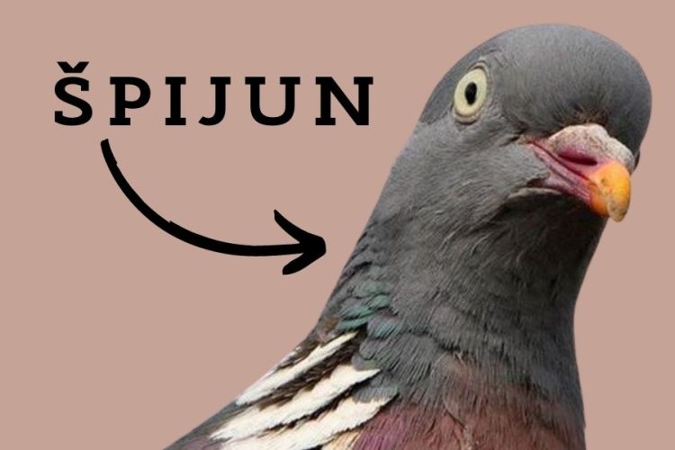 ptice nisu stvarne spijun