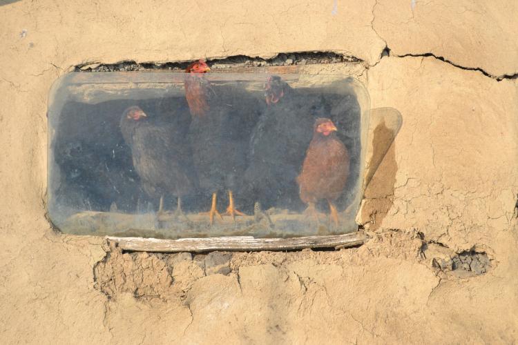 chicken 1342709 1920