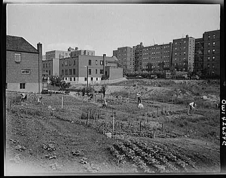 Victory gardening at Forest Hills Queens. New York New York