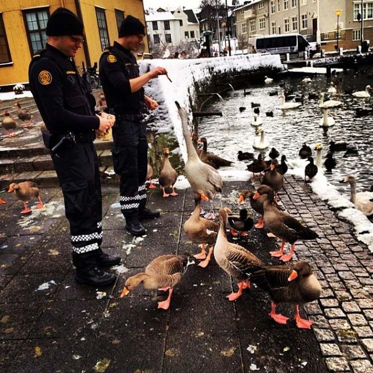 7police 3