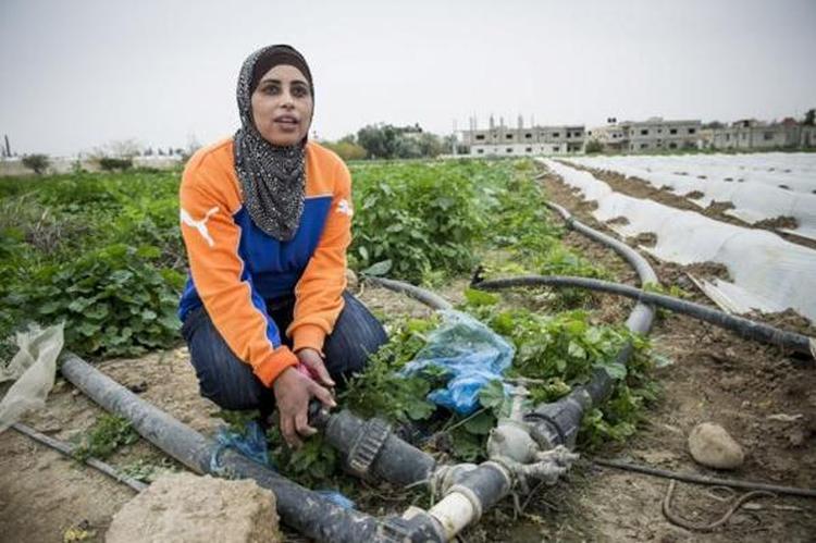 palestina