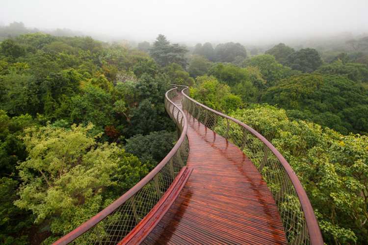 tree canopy walkway path kirstenbosch national botanical garden 1