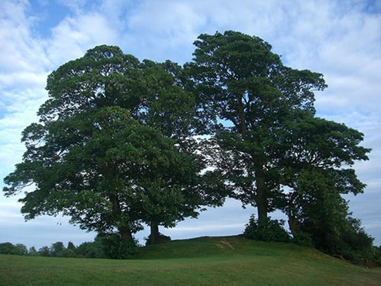 sikomora