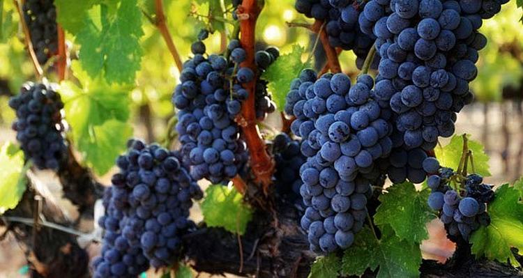 vinsko grozde sorte merlot