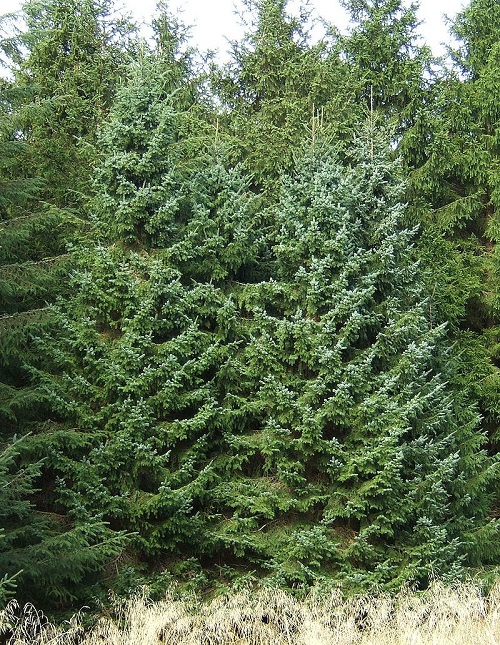 800px Picea omorika0
