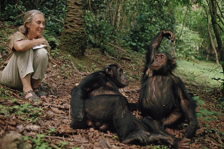 jane goodall birthday chimps laughing 990