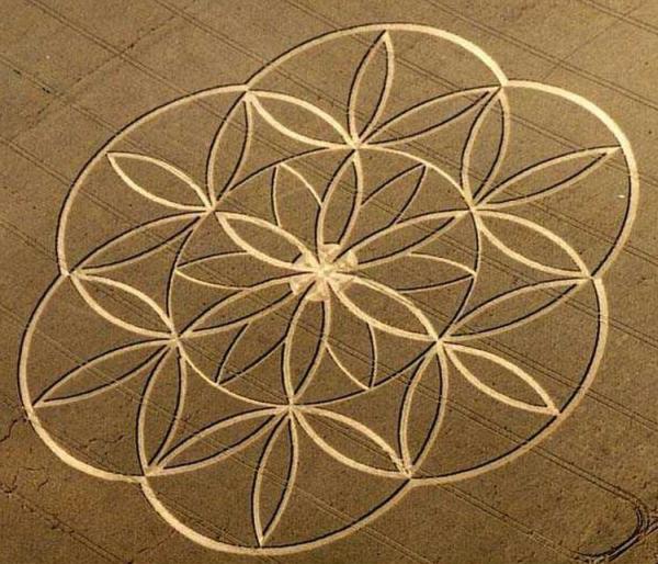 67 flower of lifce crop circle