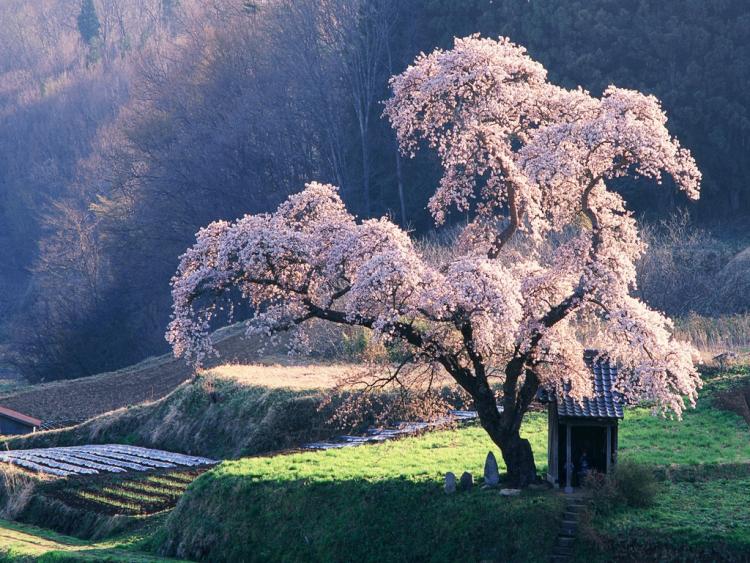 JAPAN SAKURA Wallpaper 9iu6f