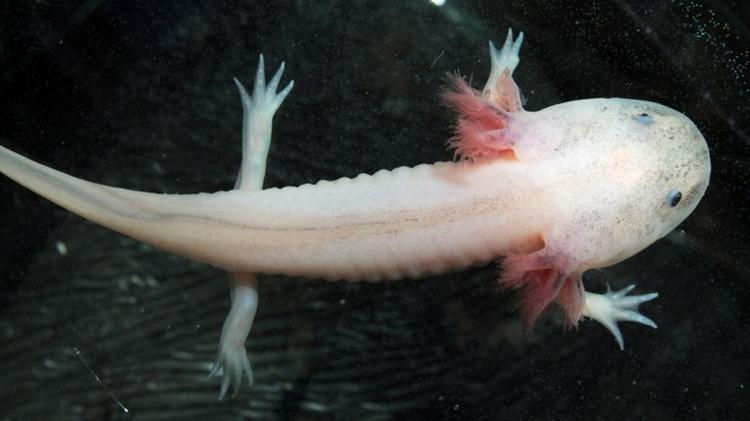 axolotl 670x376