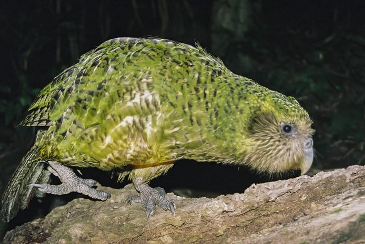 kakapo 670x448