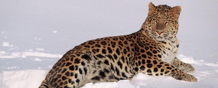 leopard 670x272