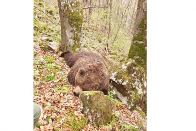 medvjed krivolov kotorvaros apr20 glassrpske3