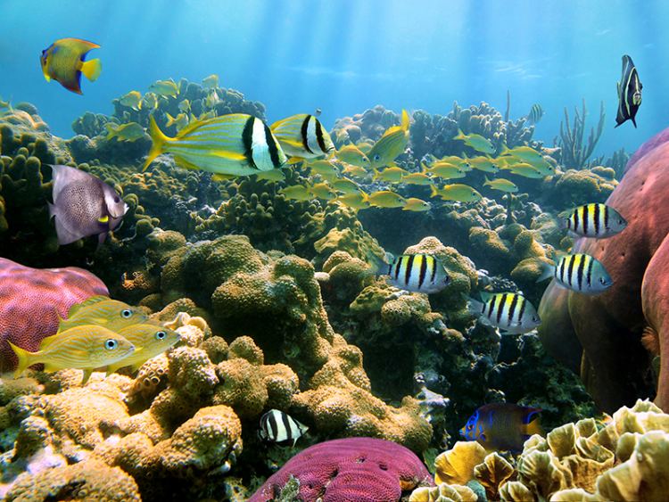 CoralReef