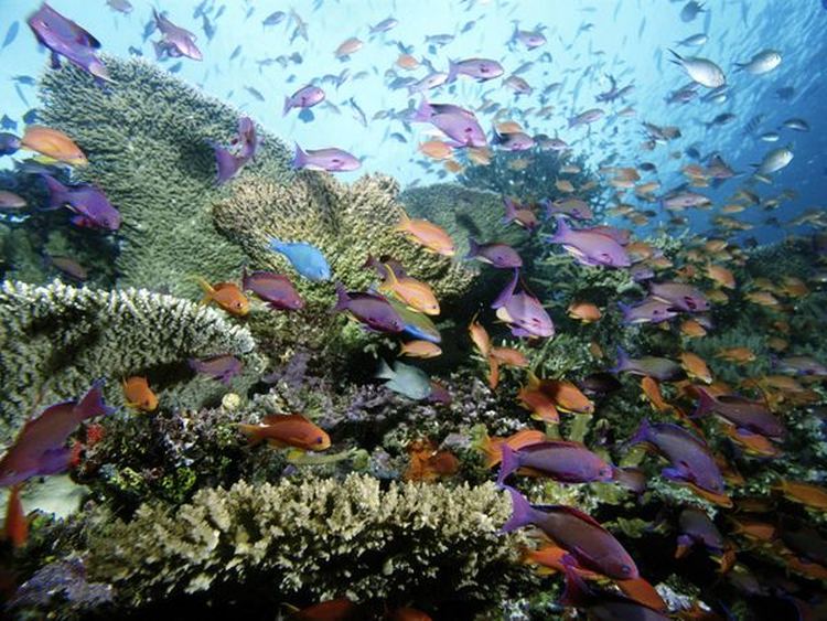 anthias 55 600x450