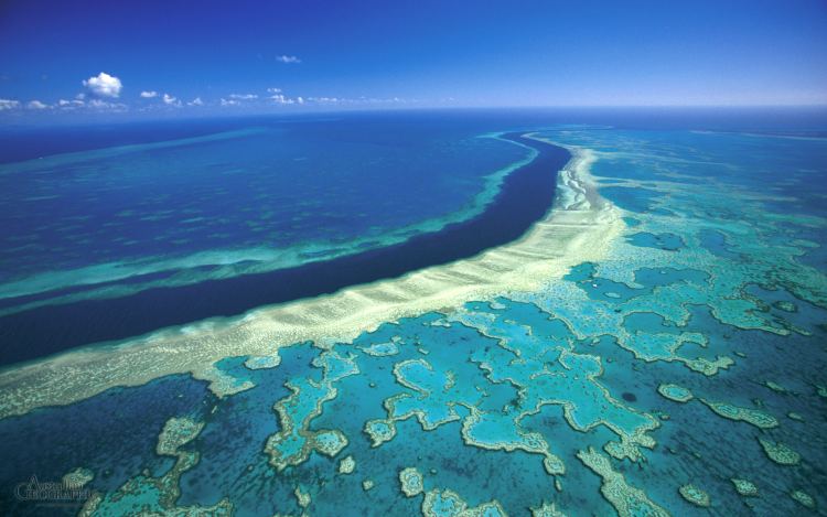 great barrier reef hardy