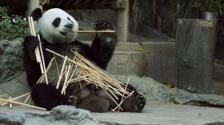 panda 1203101 1920 e1576150636482 678x381