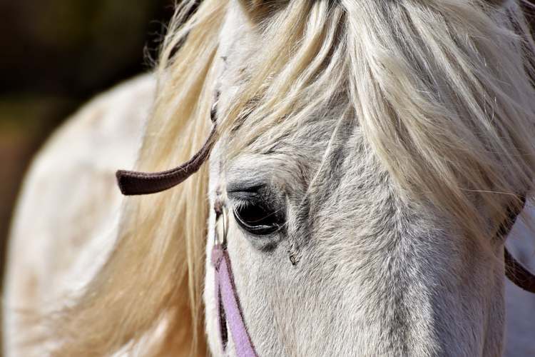 6horse