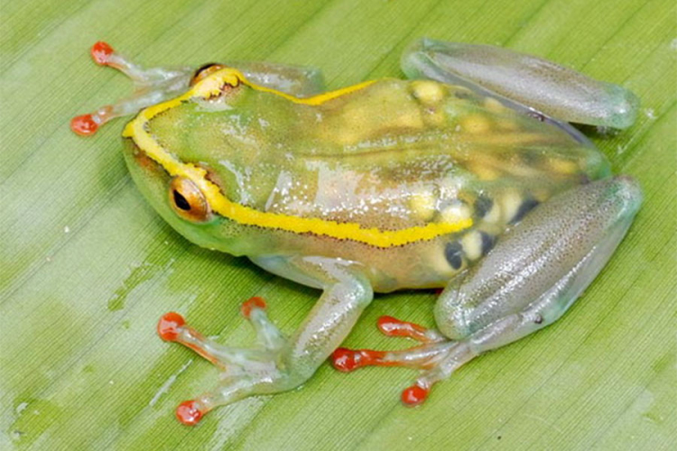 fluorescentna zaba