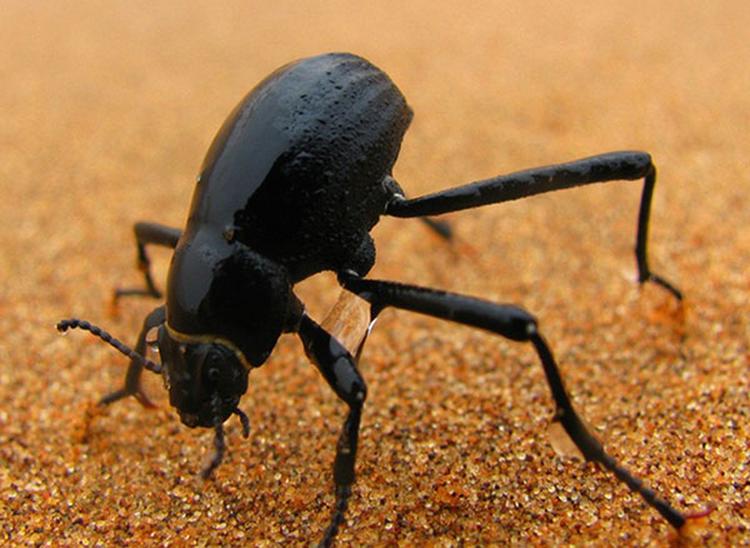 namibijska buba
