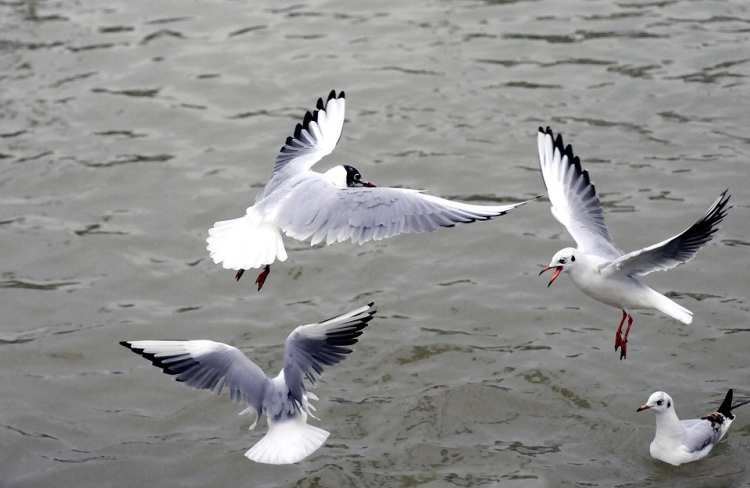 silver gull 631225 960 720