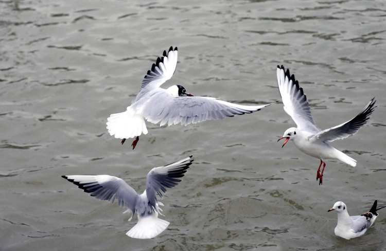 silver gull 631225 960 720