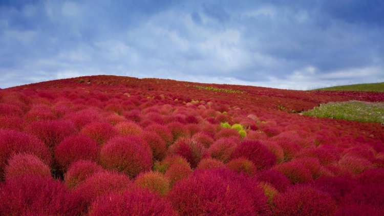 Burning bush plants kochia in Hitachi Seaside Park Hitachinaka City Japan 20130323