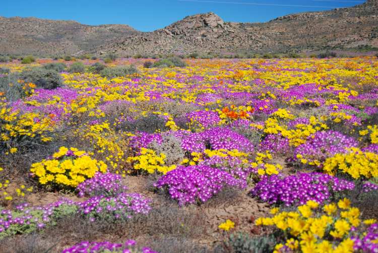 Namaqualand Flowers