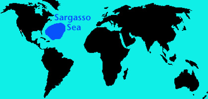 Sargasso map