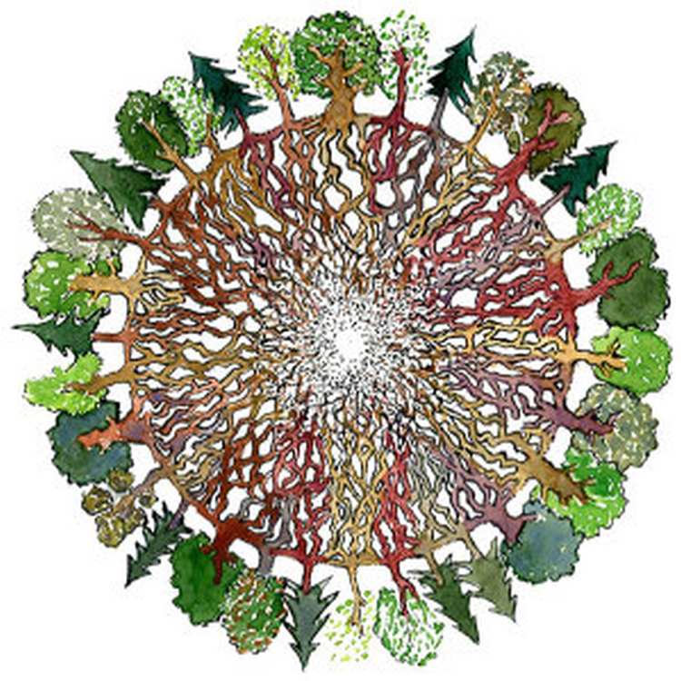 Wood wide web 300x300