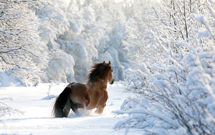 animals in winter 8
