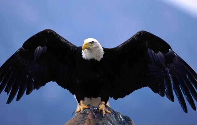 bald eagle