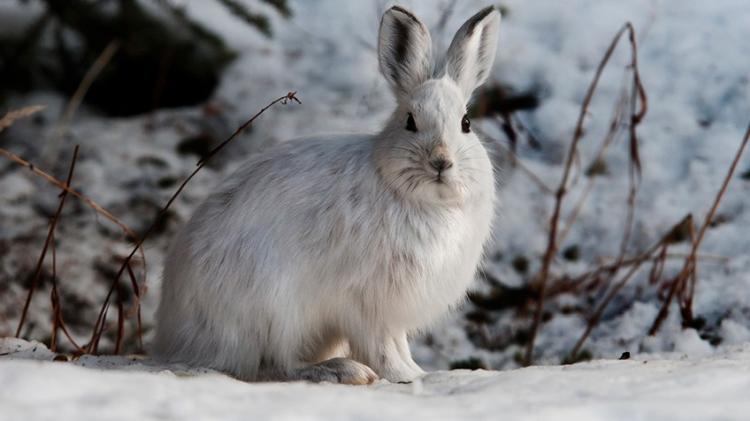 cute snowshoe3