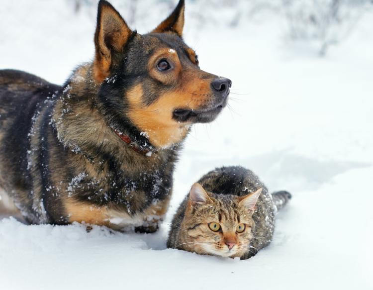 dogcat outside